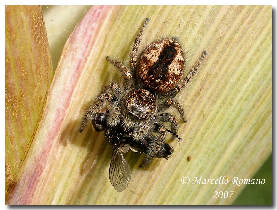Femmina di Philaeus chrysops (?): occhi assassini